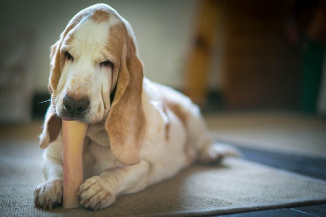 Basset Hound chewing bone