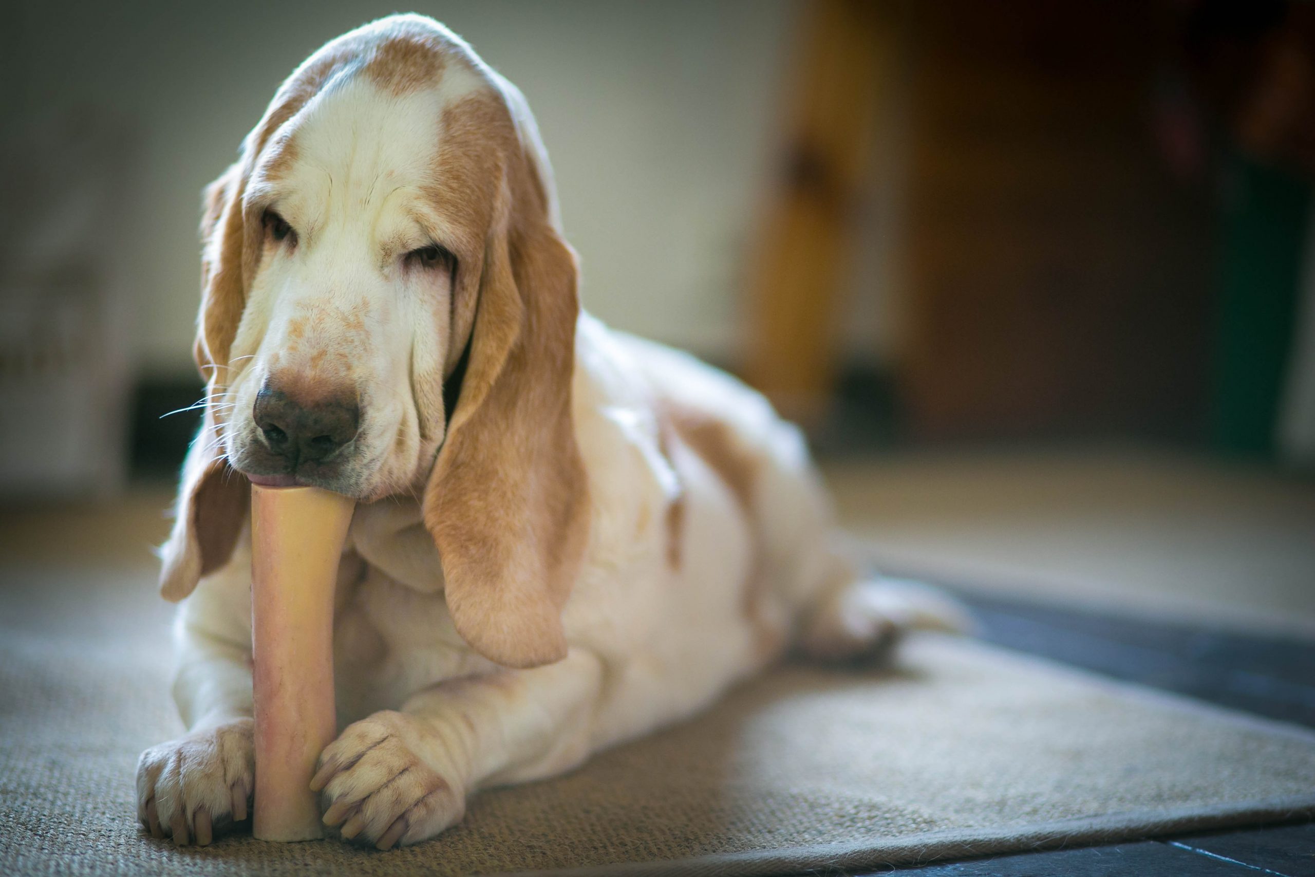 Basset Hound chewing bone