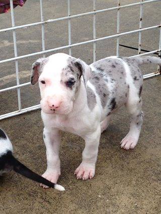 Beaufort by Bente B.