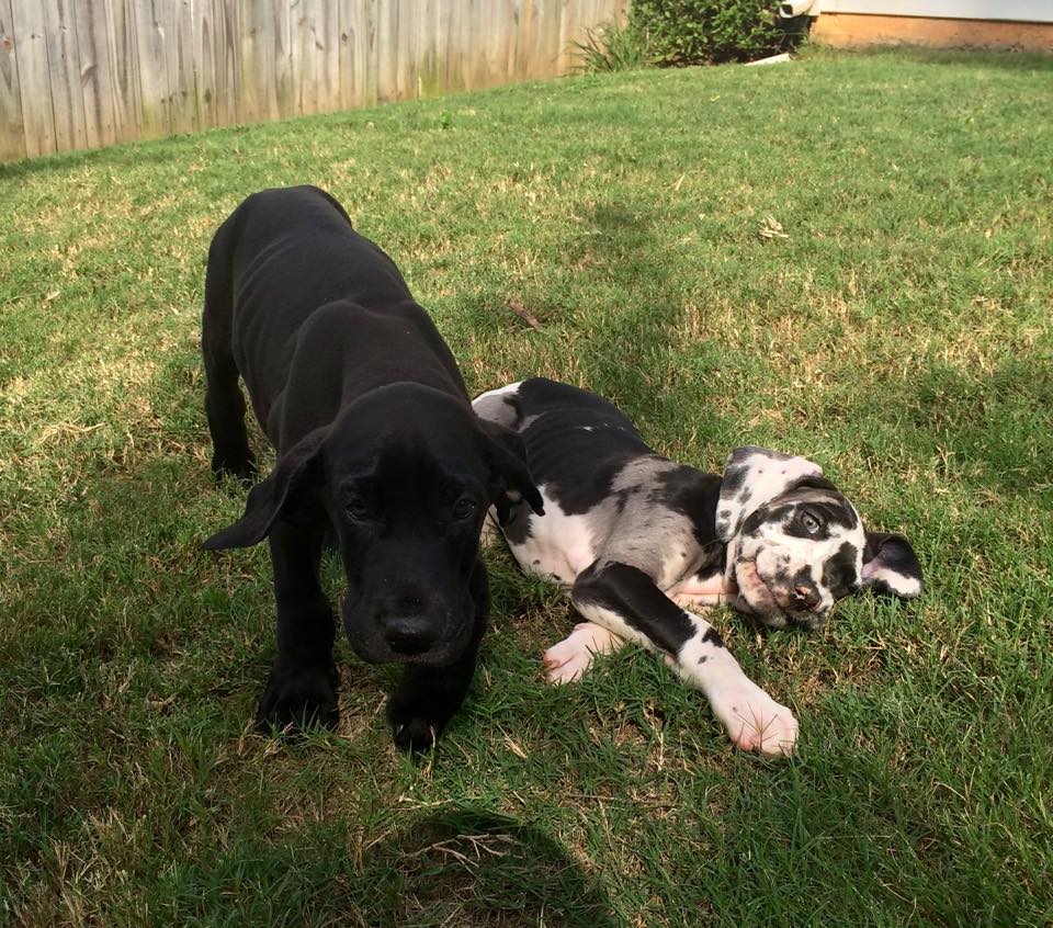 Charming and Sassy by Sara G.