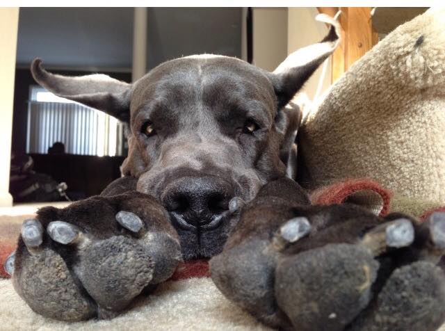 Coby by Elizabeth D.