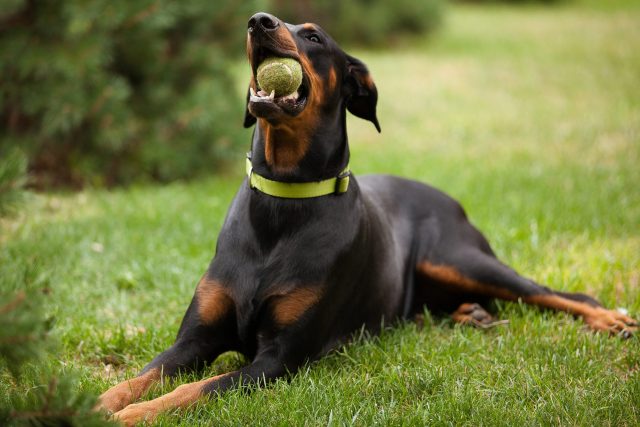 Doberman Pinscher chewing tennis ball