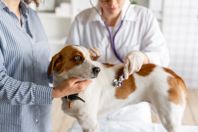 Dog vet checkup