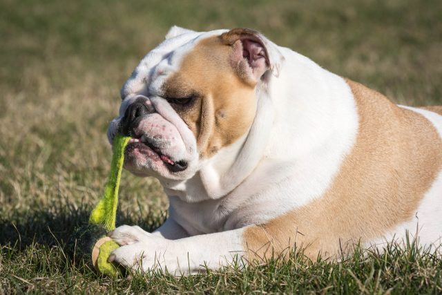 English Bulldog destroying tennis ball