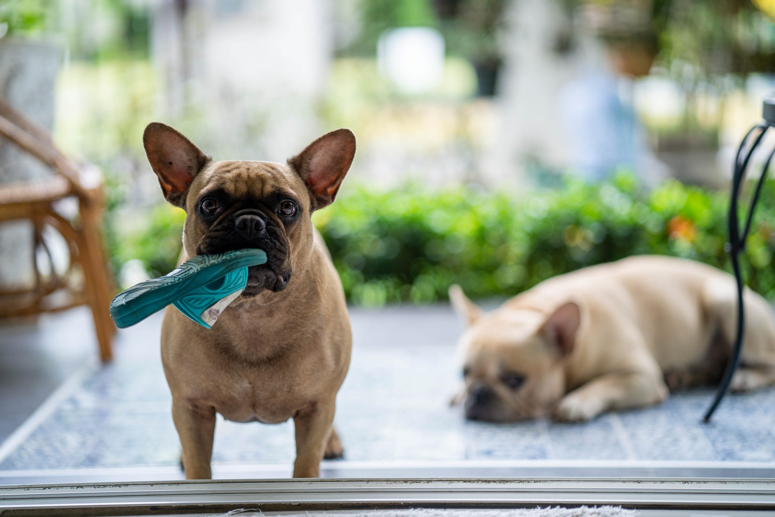 French Bulldog chewing shoe