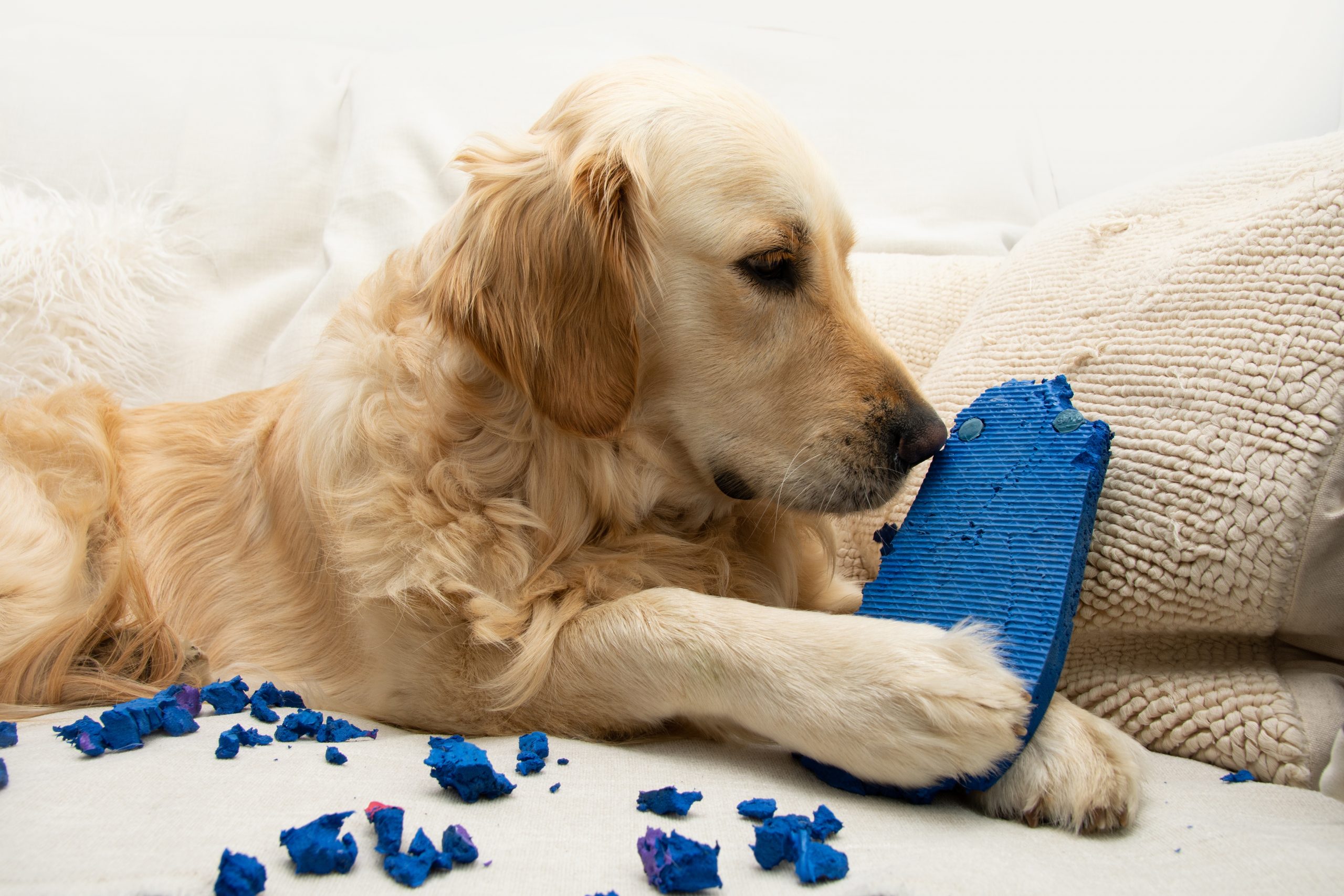 Golden Retriever destroying shoe