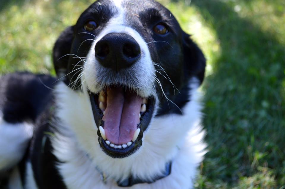 22 Super-Duper Border Collies We're Excited To Share