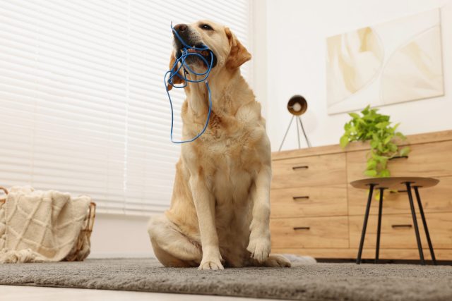 Labrador Retriever chewing cord