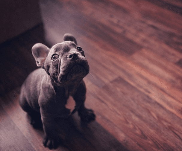25 Adorable French Bulldogs We Just Want To Squeeze (And You Will Too)