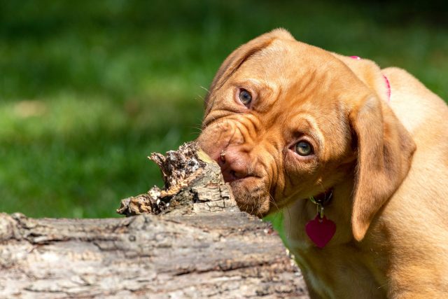 Mastiff puppy chewing on wood