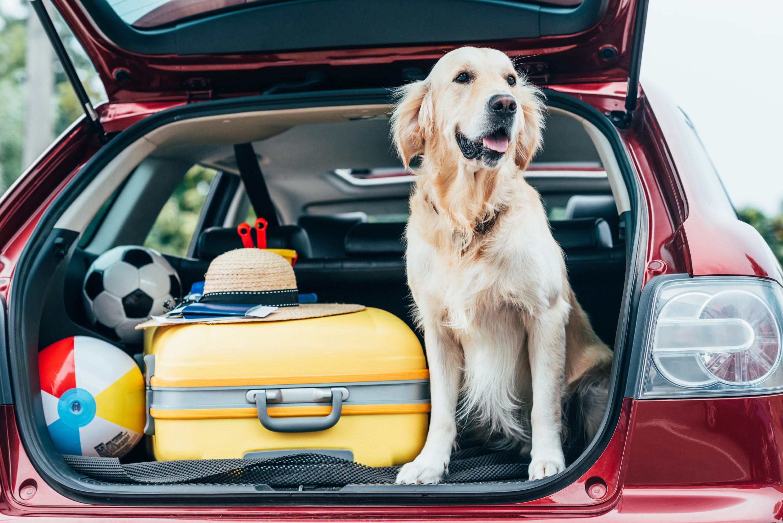 Packing for vacation with dog