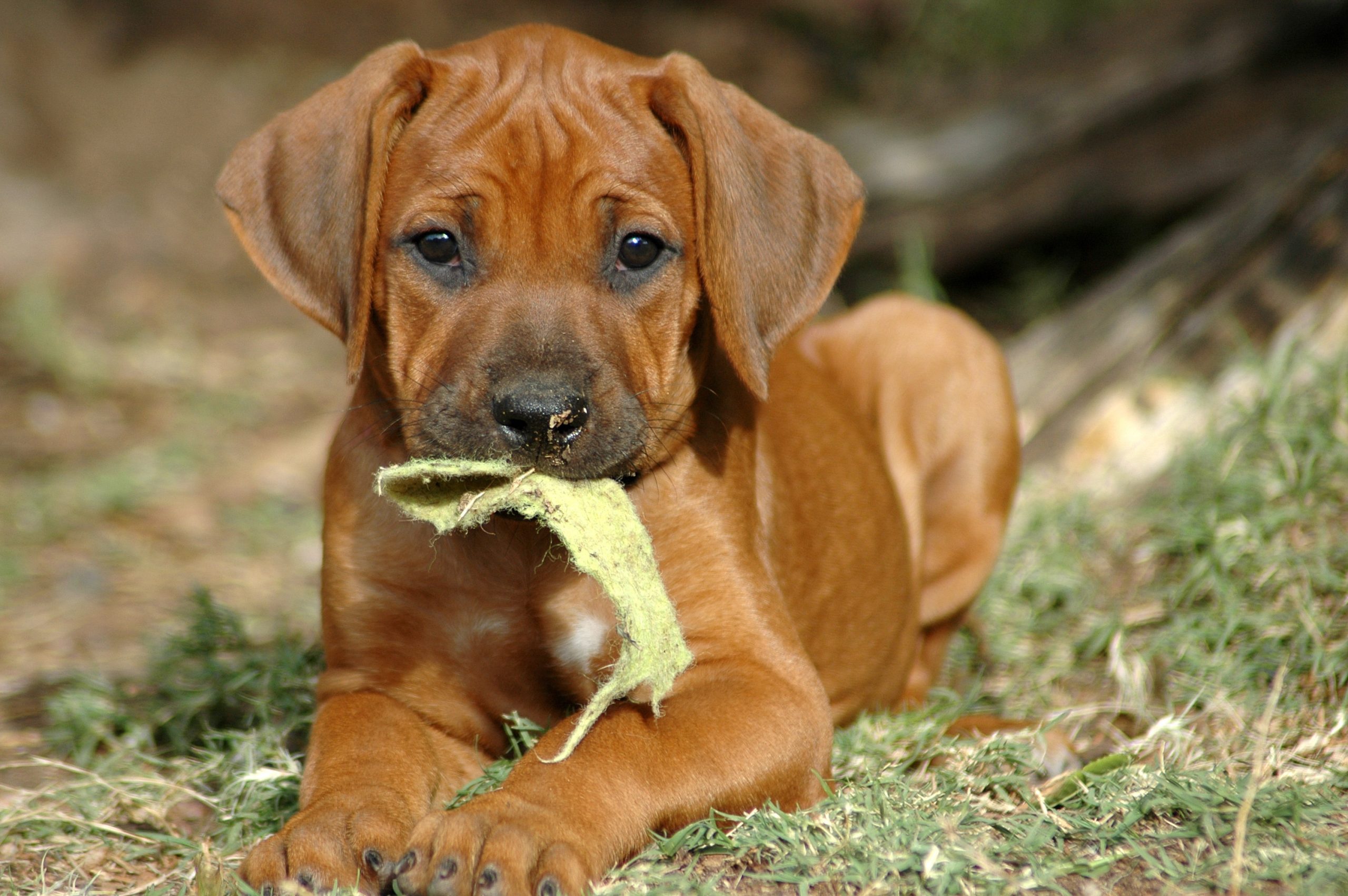 Rhodesian Ridgeback puppy chewing