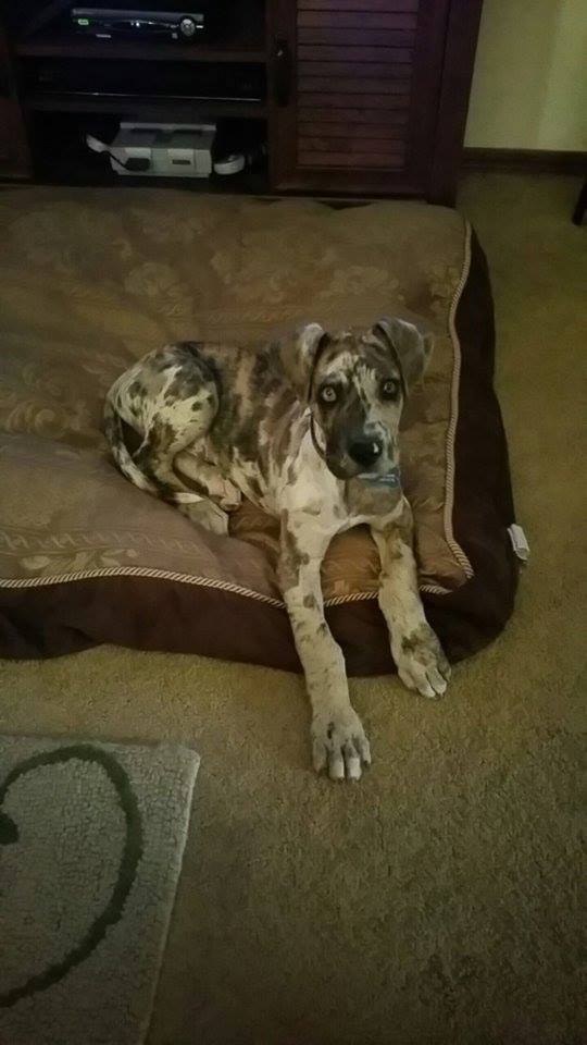 Roscoe by Chelsea S.