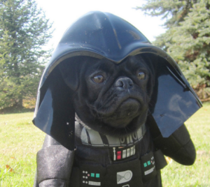 PetWireDaily — 15 Dogs That Are HUGE Star Wars Fans