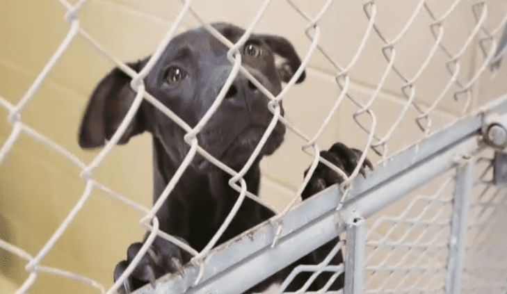 This Amazing Man Gives Rescue Dogs A Second Chance To Serve And Protect