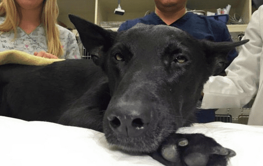 K-9 Dog's Life Is Saved By Doggy Blood Donations