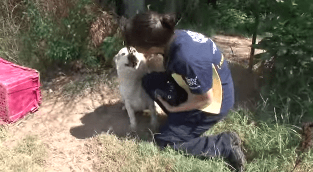 Abandoned Dog Ate Rocks To Survive Chained To A Tree – Wait ‘Till You See Her Response To Rescue