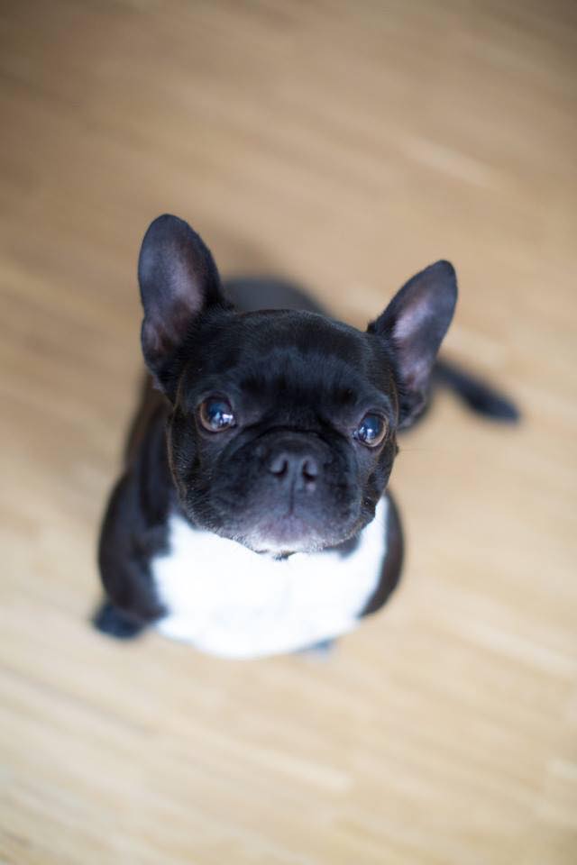 25 Adorable French Bulldogs We Just Want To Squeeze (And You Will Too)