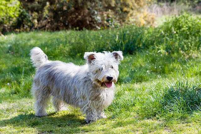 Glen of Imaal Terrier lazy dog breeds