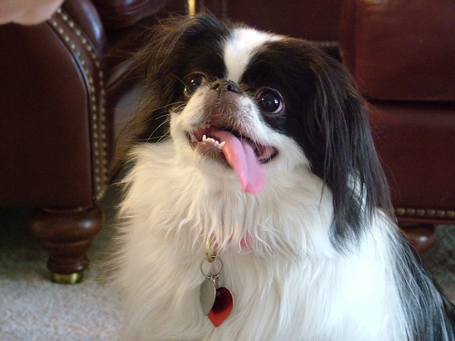 Japanese Chin tongue sticking out