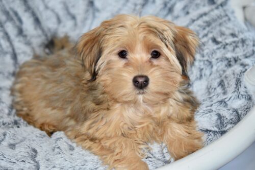 Lazy Havanese dog