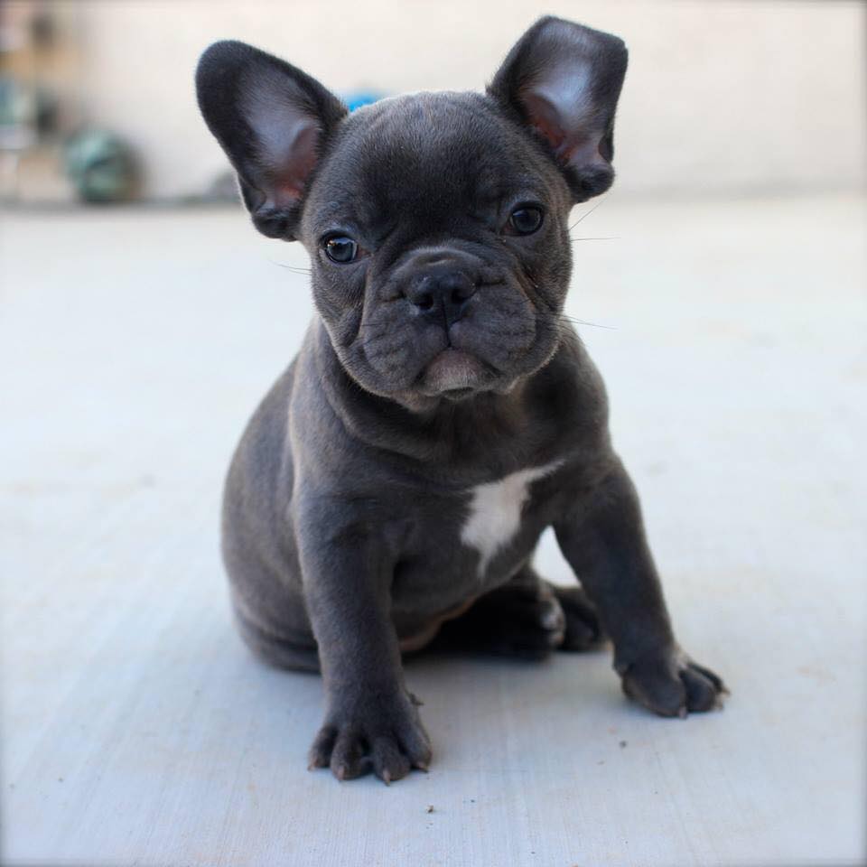 25 Adorable French Bulldogs We Just Want To Squeeze (And You Will Too ...