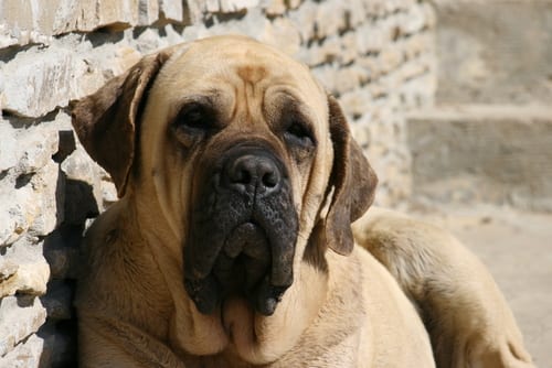 large-dog-breed-english-mastiff