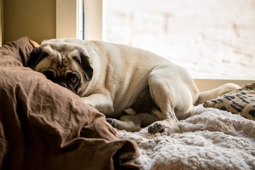 lazy pug in apartment