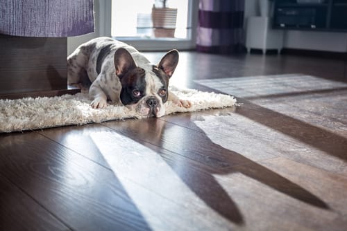 Lazy French Bulldog