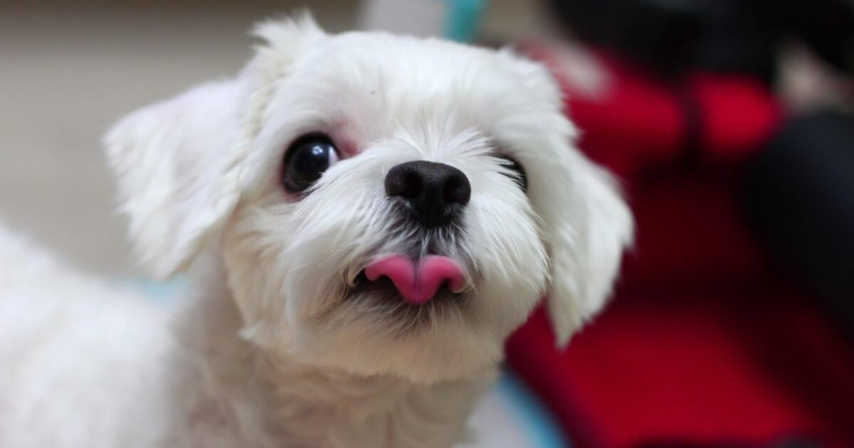 犬 きな粉 食べれる パラフィン 切片 保存