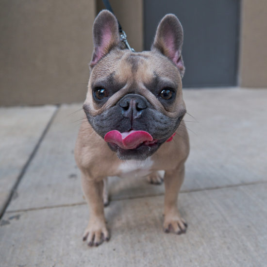 10 Things Only Frenchie Owners Understand - Page 3 of 5