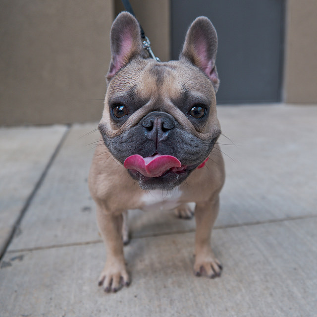10 Things Only Frenchie Owners Understand