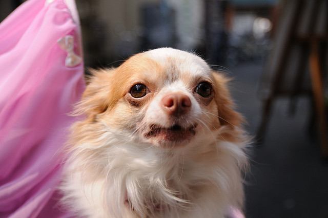 Chihuahua-growl
