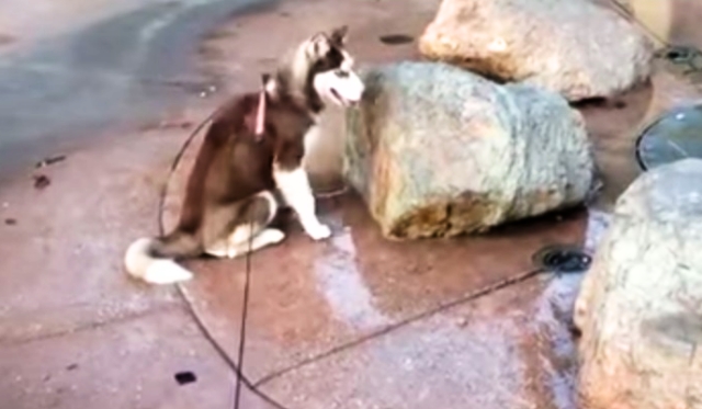 Siberian Husky Puppy Sits in The Wrong Place At The Wrong Time, Gets a Wet Surprise!