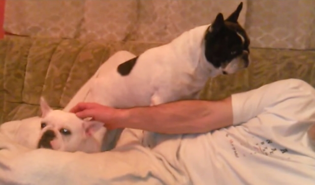 Jealous French Bulldog Demands More Attention From His Human