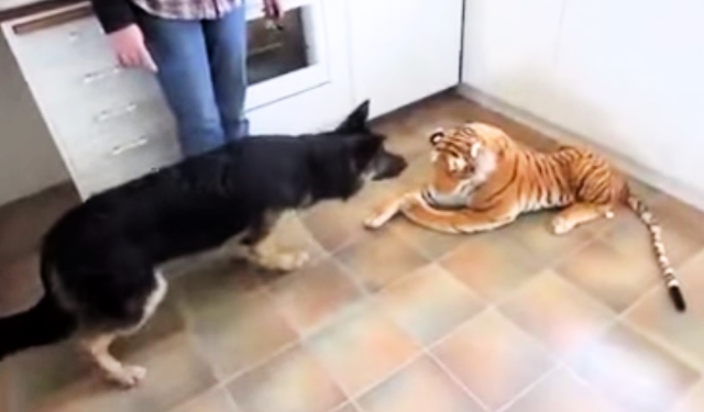 A German Shepherd Scared Of Stuffed Toy Tiger? You Gotta See This!