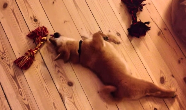 Puppy Desperately Wants To Play With Toy, But Is Too Lazy To Get Up!