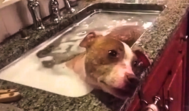 This Pit Bull LOVES Bathing More Than Just About Anything!