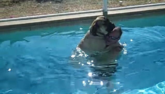 are english mastiffs good swimmers