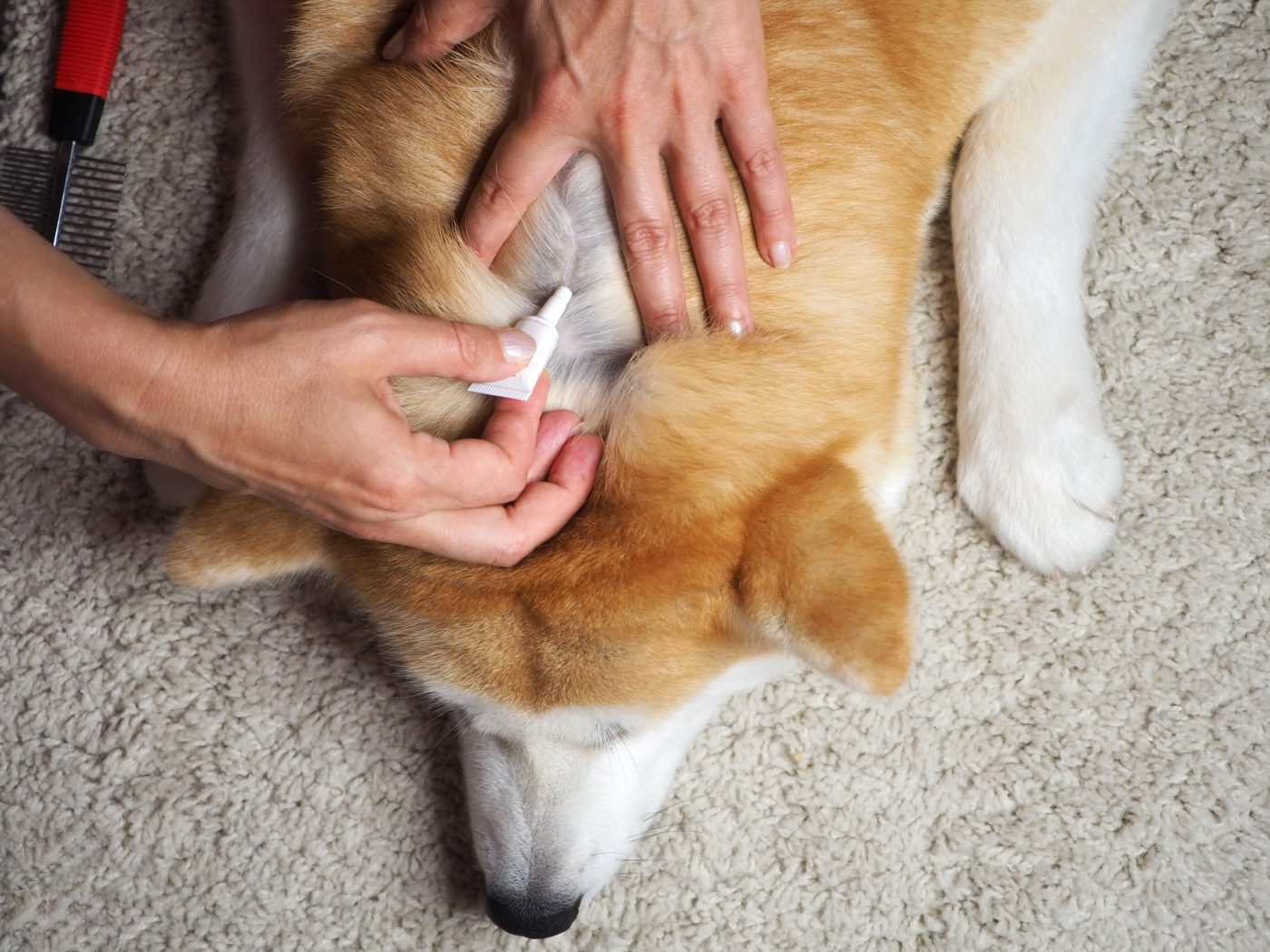 Applying flea preventative to dog