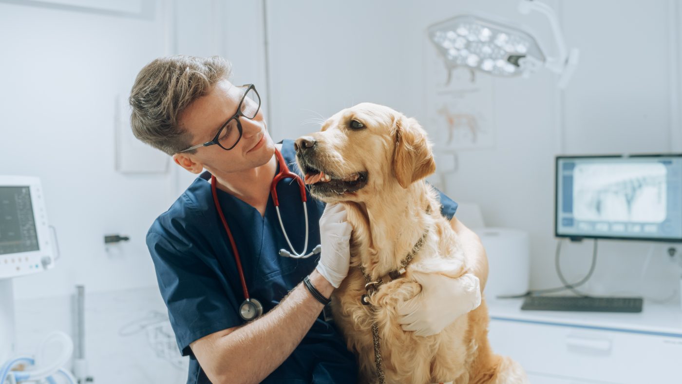 Dog at the vet