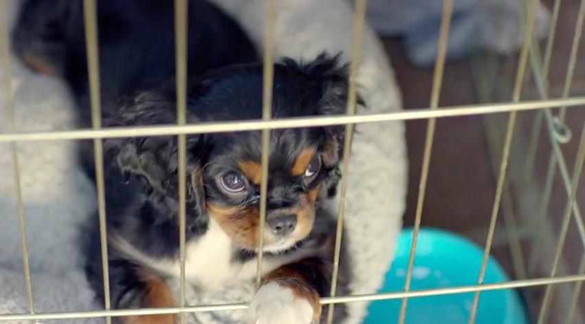 This Man Meets His Soulmate–And It’s A Puppy!