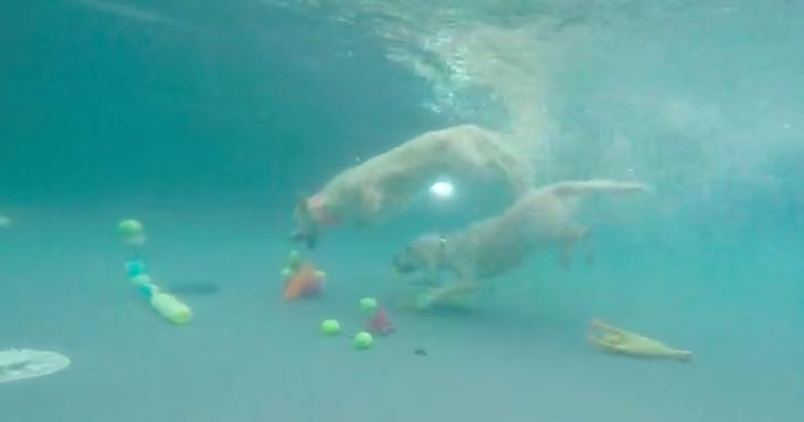Special Footage Of Dogs Diving Underwater For Toys–So Cool!!