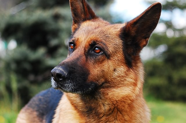Ask A Vet: What Are 5 Important Health Concerns For German Shepherd Dogs?