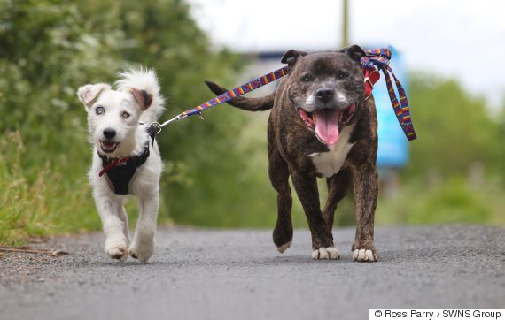 Blind Dog Has His Own Seeing Eye Dog–And They’re Both Looking For A Forever Home Together!