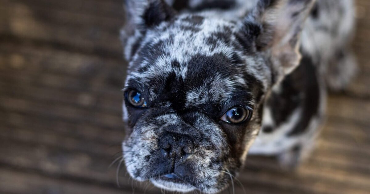 The 10 Best Lap Dog Breeds