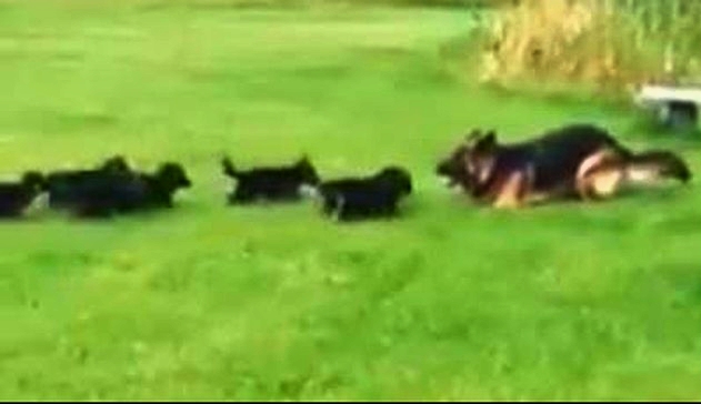 Smart German Shepherd Mom Knows Exactly How To Tire Out Her Puppies
