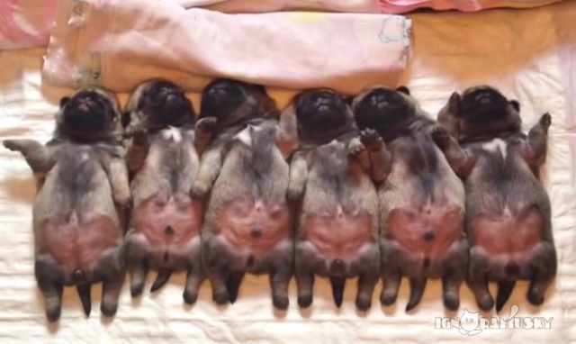 This Line Of Sleeping Newborn Pugs Will Make You Say Awwwww!