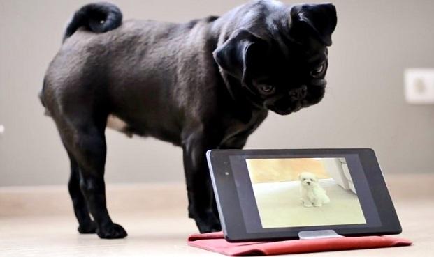 Pug Is Very Confused By Technology