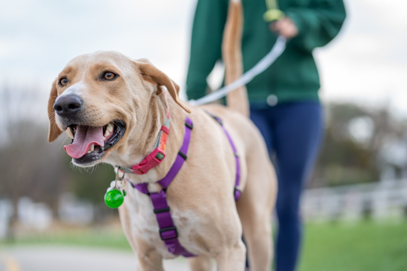 Dog excited for walk